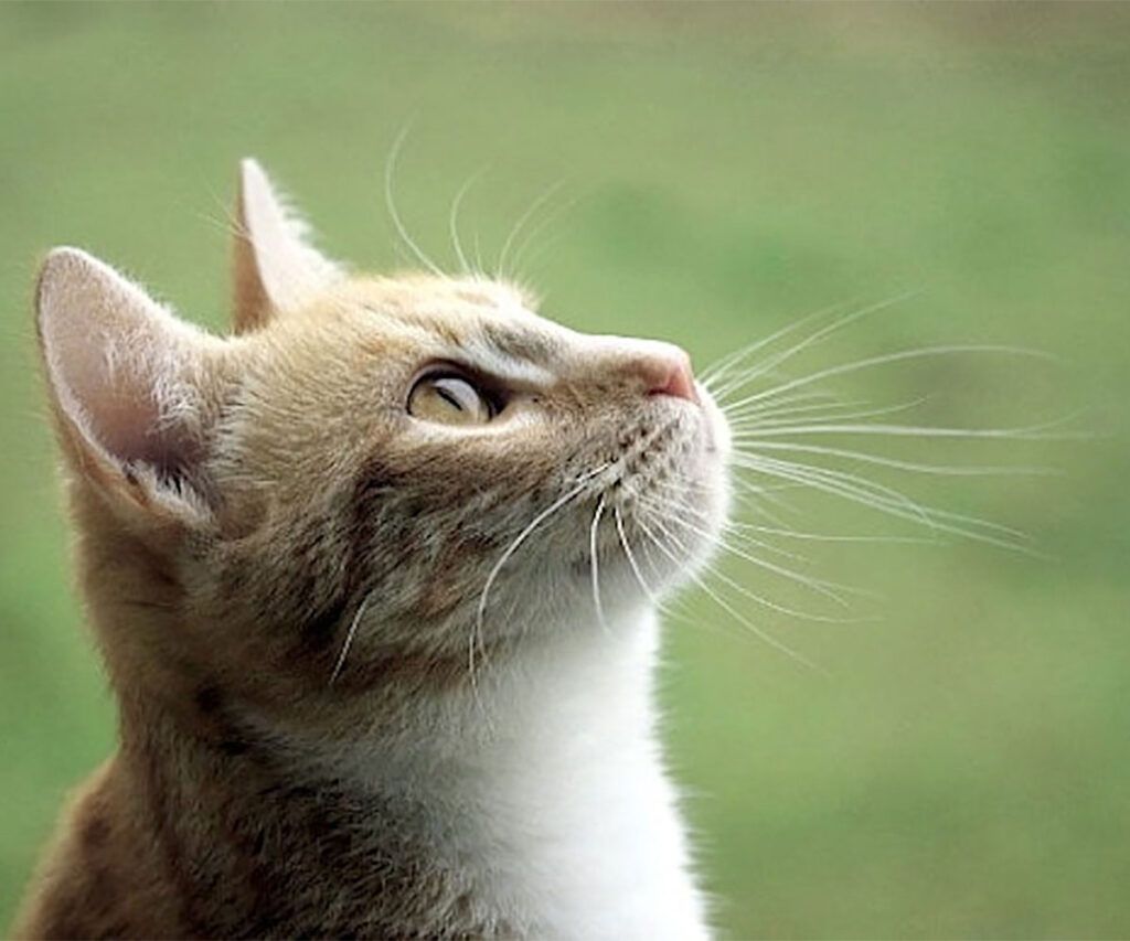 datos poner en el modelo 390