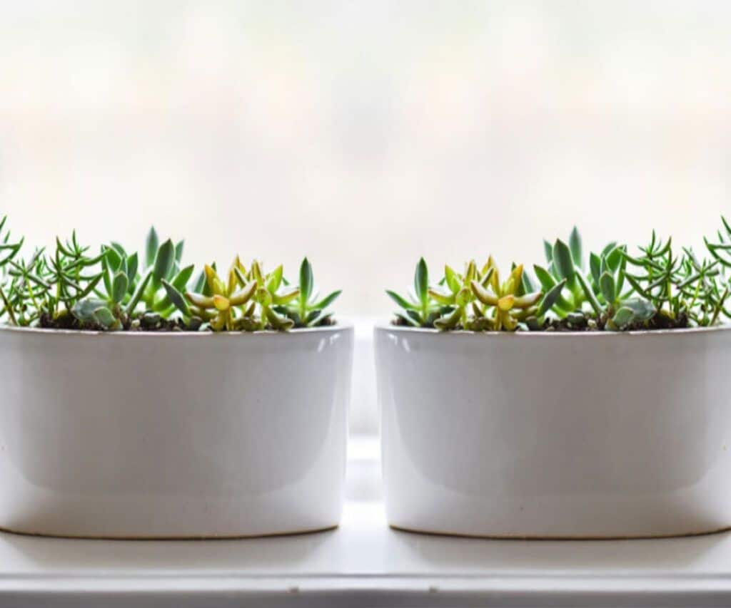 dos actividades como autónomo