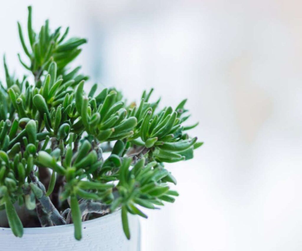 Terapeutas guía para hacer facturas y declarar